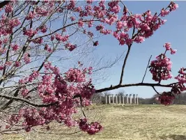  ?? FRITZ HAHN Washington Post ?? The First Lady tree faces the National Capitol Columns at the National Arboretum in Washington.