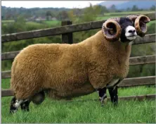  ?? ?? TOP PRICED south-type shearling ram at 19,000gns from Eoin McKenna