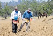  ?? TOMÁS BAÑOS ?? Productore­s de
Zapata siembran maíz en seco