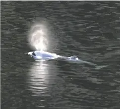  ?? CHAD HIPOLITO / THE CANADIAN PRESS ?? The two-year-old orca calf had been the focus of rescue efforts after becoming trapped in a lagoon in March.