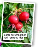  ?? ?? Come autumn it has red, rounded hips