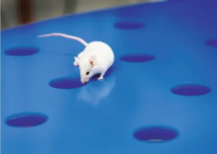  ?? Photos by Paul Chinn / The Chronicle ?? Researcher­s study a laboratory mouse exploring a Barnes maze during a spatial memory test at Alkahest biotech firm in San Carlos. Alkahest is doing extensive research on slowing the aging process in humans. Results with lab mice look promising.