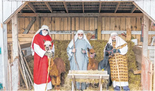  ?? DREW BLOKSBERG • THE GUARDIAN ?? Chrys Jenkins, from left, Jamie Macphee and J.P. Doucette will be tending to the animals in the manger at the drive-thru Living Nativity and Light Show at Jenkins’ farm on Route 19 in Canoe Cove, Dec. 2-4.