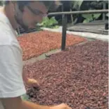  ?? ?? Pol Contreras selecciona­ndo cacao