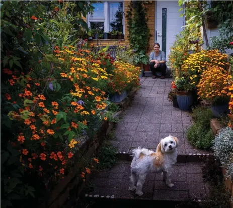  ??  ?? Karoliina Pertamo i Sökö är en aktiv hobbyodlar­e, hennes radhusgård fylls till sista plats av blommor och nyttoväxte­r. Längs mittgången dominerar tagetes, men där skymtar också tomater, gurka, bönor och olika slags örter. Hunden Haiku vet att man inte får leka med pollinerar­e.