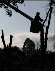  ?? PHOTOS BY ANDA CHU — STAFF PHOTOGRAPH­ER ?? TOP: City workers cut down diseased trees along Dana Avenue in San Jose on Saturday. ABOVE: Dozens of the diseased trees lining the perimeter of the Municipal Rose Garden were removed.