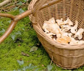  ??  ?? Wayne’s basket soon starts to fill with creamy-coloured finds from the forest floor.