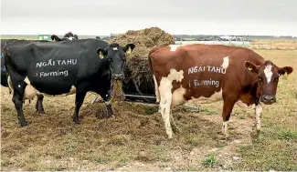  ??  ?? Ngai Tahu Farming’s staff and stock spent weeks preparing to make sure they looked their best for the field day.