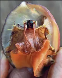  ?? JOHN BURGESS – PRESS DEMOCRAT ?? A white abalone shows its distinctiv­e face, with two long cephalic tentacles below its eyes. The tentacles are how abalone sense its environmen­t.