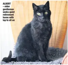  ??  ?? ALBERT – older gentleman seeks quiet retirement home with lap to sit on