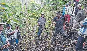  ??  ?? INCIDENCIA. Productore­s de café de Olancho observan fincas afectadas con la nueva roya.