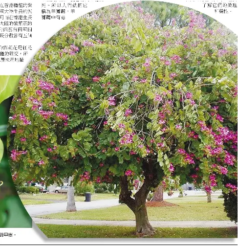 羊年談羊花羊蹄甲和羊躑躅 Pressreader