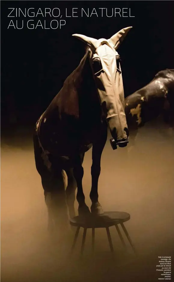  ?? (PHOTOS: MARION TUBIANA) ?? Ode à sa beauté sauvage, «Ex Anima» illustre aussi le tribut payé par le cheval au cours de l’histoire, pendant la guerre notamment.