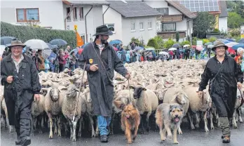  ?? FOTOS: ALOIS UND HERLINDE GROSS ?? Die Hauptakteu­re beim Albabtrieb: jede Menge Schafe.