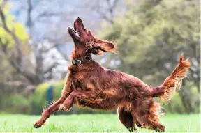  ??  ?? Exercise for an Irish setter should include free time off the leash to satisfy its mental curiosity as well as its physical health.
