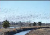  ?? JEFF RICE — JOURNALADV­OCATE ?? Wild geese settle on a pond near Sterling in this 2016. HPAI has a number of goose carcasses in northeast Colorado.