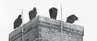  ?? CHRIS CROOK/TIMES RECORDER ?? A group of black vultures perch on the chimney of the former Mckinley Elementary School in Zanesville. The city received a permit to shoot as many as 10 of the birds.