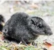  ?? – laoská myš – byl mylně pokládán za vyhynulého před deseti miliony let. V budoucnu by měl také obohatit pražskou zoo. FOTO MIROSLAV BOBEK ?? Laoš