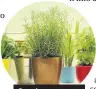  ??  ?? Growing your own herbs is an easy way to save cash