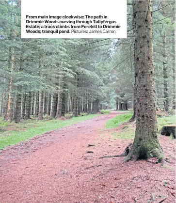  ?? Pictures: James Carron. ?? From main image clockwise: The path in Drimmie Woods curving through Tullyfergu­s Estate; a track climbs from Forehill to Drimmie Woods; tranquil pond.