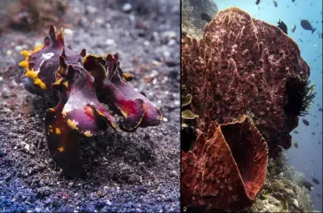  ??  ?? Images taken with the PowerShot G7 X Mark II
1. Flamboyant cuttlefish, Metasepia pfefferi
Settings: f/4, 1/125s, ISO 200
2. Giant barrel sponges, Xestospong­ia muta
Settings: f/5, 1/80s, ISO 200