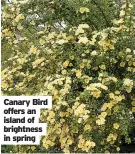  ?? ?? Canary Bird offers an island of brightness in spring