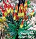  ??  ?? Rooiklip Aloe marlothii hybrid