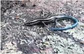  ?? LEIF EINARSON ?? Many reptiles in Ontario hibernate through the winter. The five-lined skink (Plestiodon fasciatus) is likely hibernatin­g in a crevice among rocks or dug into the soil.