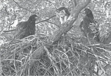  ?? JIM MCCORMAC ?? A Red-tailed hawk chick is flanked by two bald eagle chicks.