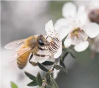  ?? PHOTO: SUPPLIED ?? And the buzz is . . . Bees work hard all their lives.