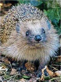  ??  ?? At risk: Hedgehog numbers have plummeted