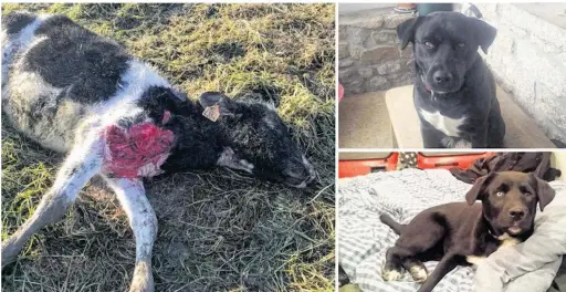  ??  ?? Kira (en haut à droite) et Loula (en bas à droite) auraient attaqué cette génisse le 23 avril. Au vu de ses graves blessures, elle a dû être euthanasié­e. Kira, chien jugé dangereux, a elle aussi été euthanasié­e après avoir été confisquée à ses...