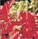  ?? [PROVEN WINNERS] ?? For a shrub with season-spanning interest, try Little Henry sweetspire, which offers white flowers in summer and red leaves in fall.