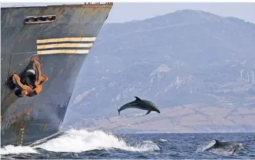  ?? FOTO: DPA ?? Viele Delfine verfangen sich in Netzen oder werden von Schiffschr­auben schwer verletzt.