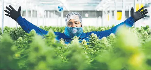  ??  ?? Supreme Cannabis Company CEO John Fowler looks over rows of marijuana plants.