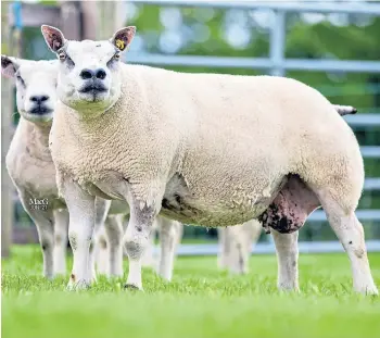  ??  ?? DEAL: Beltex ewe Withy Trees Calamity Jane sold for 6,000gn at the flock dispersal.