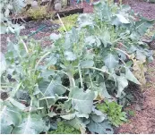  ??  ?? A row of Aspabroc (baby broccoli), transplant­ed in late June, continues to thrive and produce small florets.