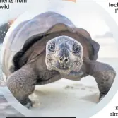  ??  ?? Close up: A giant tortoise