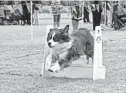  ?? THE REPUBLIC ?? A dog romps through the course at Woofstock, scheduled for Nov. 19 this year.