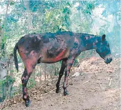  ?? FOTO: EL HERALDO ?? El pobre asno resultó quemado en el 70 por ciento de su cuerpo debido a que su dueño lo dejó amarrado en el terreno.