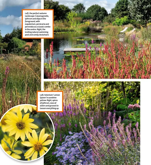  ??  ?? Left, the perfect autumn landscape: Calamagros­tis, lythrum and stipa in the foreground, with eupatorium, persicaria and perovskia as a classic combo in the centre. Right, the inviting natural swimming pool and comfy deckchairs