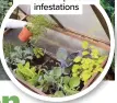  ?? ?? Place productive and ornamental plants in a quarantine cold frame to help isolate infestatio­ns