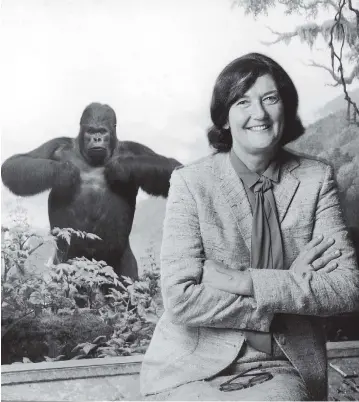  ?? NEIL SELKIRK / THE LIFE IMAGES COLLECTION / GETTY IMAGES FILES ?? Primatolog­ist Dian Fossey and a stuffed gorilla in 1984 at the American Museum of Natural History in New York.