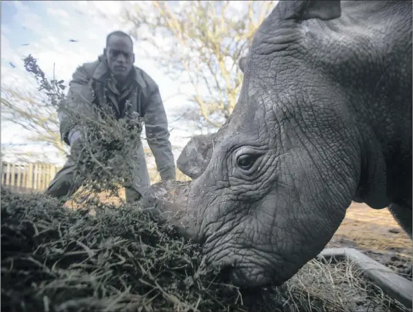  ?? PICTURE: DAI KUROKAWA / EPA ?? COVERT INITIATIVE: Operation Lock was a controvers­ial operation, all the more because British mercenarie­s were working inside apartheid South Africa in the late 1980s. And when the existence of the project was finally leaked, WWF denied any...