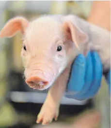  ?? FOTO: DPA ?? Tierarztbe­such: Vor allem die Ferkelkast­ration sorgte für Kritik an der Schweineha­ltung. Aber es gibt noch einige andere Baustellen.