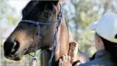  ??  ?? BOOSTER: Horse owners are urged to give their animals booster hendra vaccine shots.