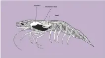  ?? ?? Illustrati­on provided by Curtin Malaysia shows the hepatopanc­reas of a shrimp, which occupies most of the posterior region of the cephalotho­rax.