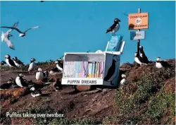  ??  ?? Puffins taking over nextbox