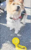  ?? ?? A 3rd place rosette for Claudia Matassa’s Scruffy.