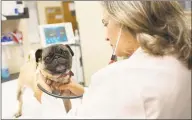  ?? Matt Branscombe / Contribute­d photo ?? Dr. Elisa Mazzaferro, of Cornell University Veterinary Specialist­s in Stamford, examines a pug. Mazzaferro advised pet owners to keep an eye on their dogs’ health and behavior as cases of canine dog flu have cropped up in New York and it could make its...